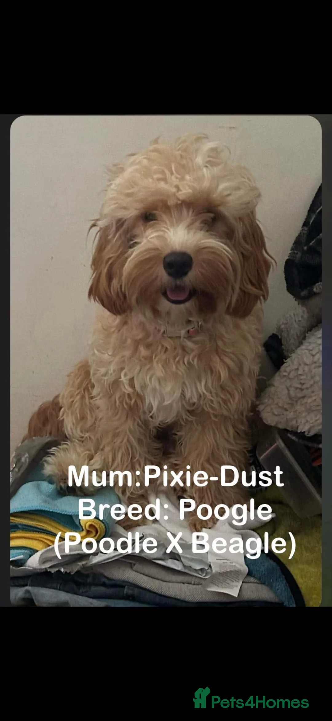 Mixed Breed dogs for sale: Poodle x begale  ** hih tzu x bichon frise in Brecon - Advert 1