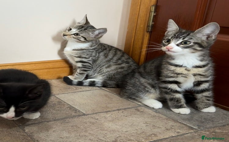 Mixed Breed cats - Advert 11