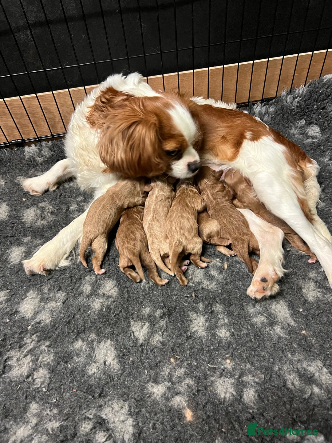 Cavapoo dogs for sale: Cavapoos puppies  - Image 32