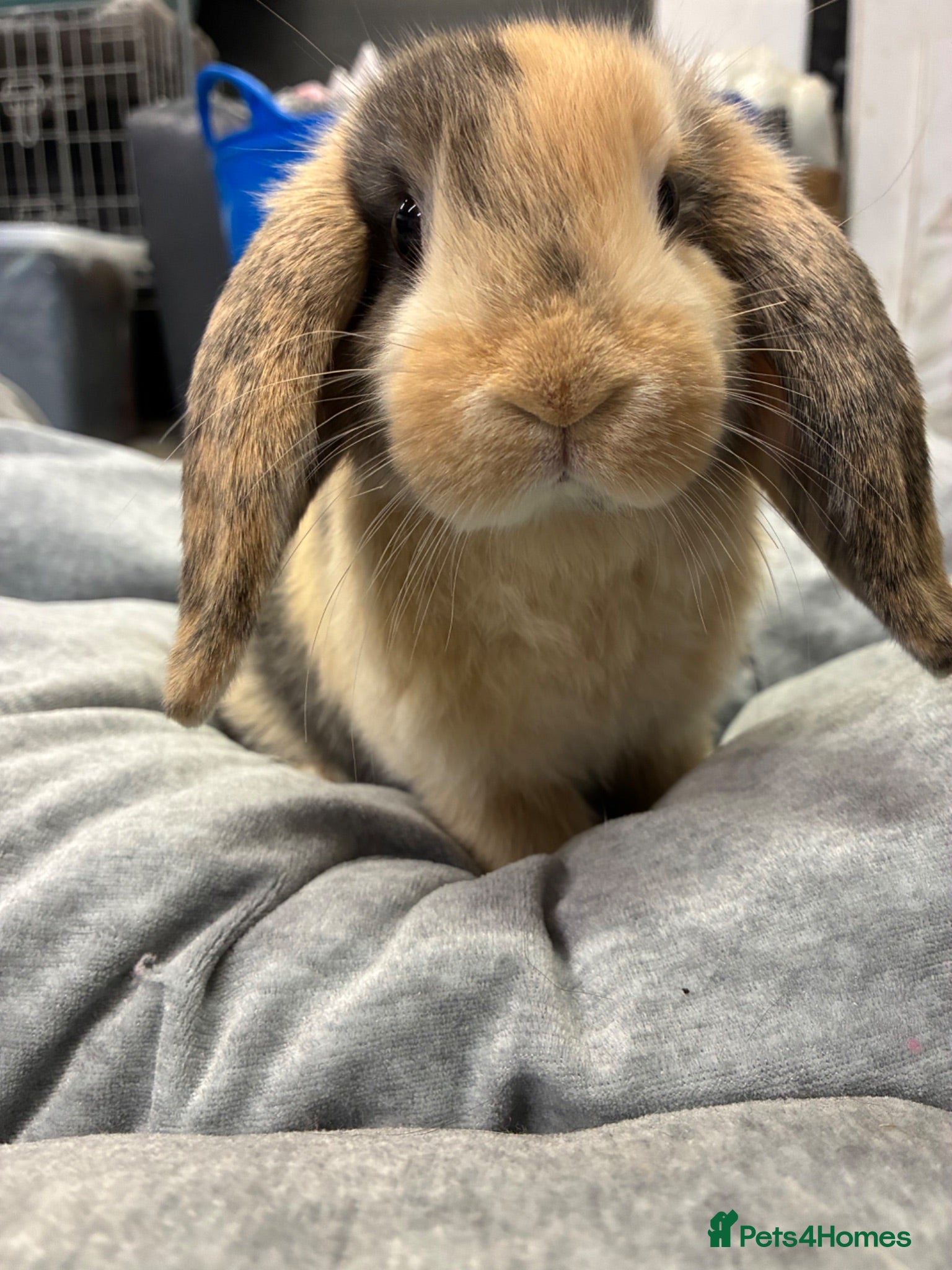 Mini Lop rabbits Mini Lop Bunnies - Advert 16