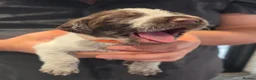 German Wirehaired Pointer dogs for sale: West German, Wire Haired Pointers - Advert 7