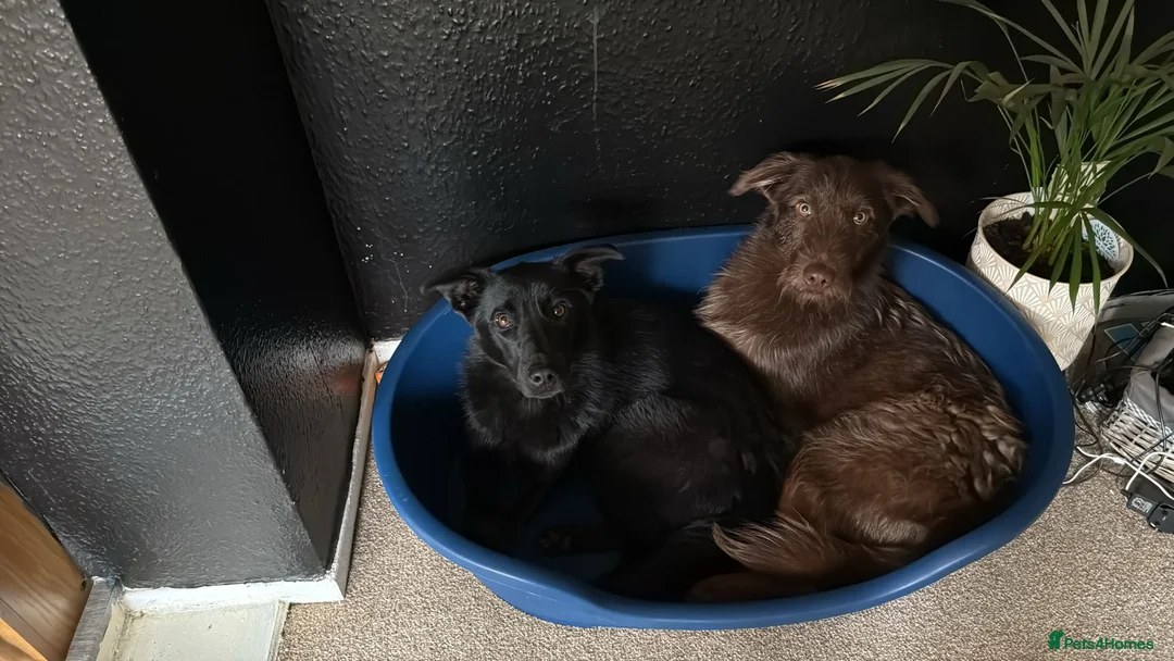 Mixed Breed dogs for sale: Well loved dogs for new home - Advert 6