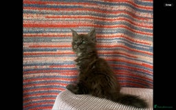 Maine Coon cats for sale: Stunning Maine Coon kittens  - Image 7