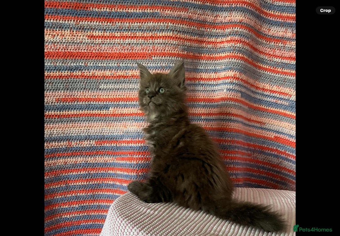 Maine Coon cats for sale: Stunning Maine Coon kittens  - Image 7