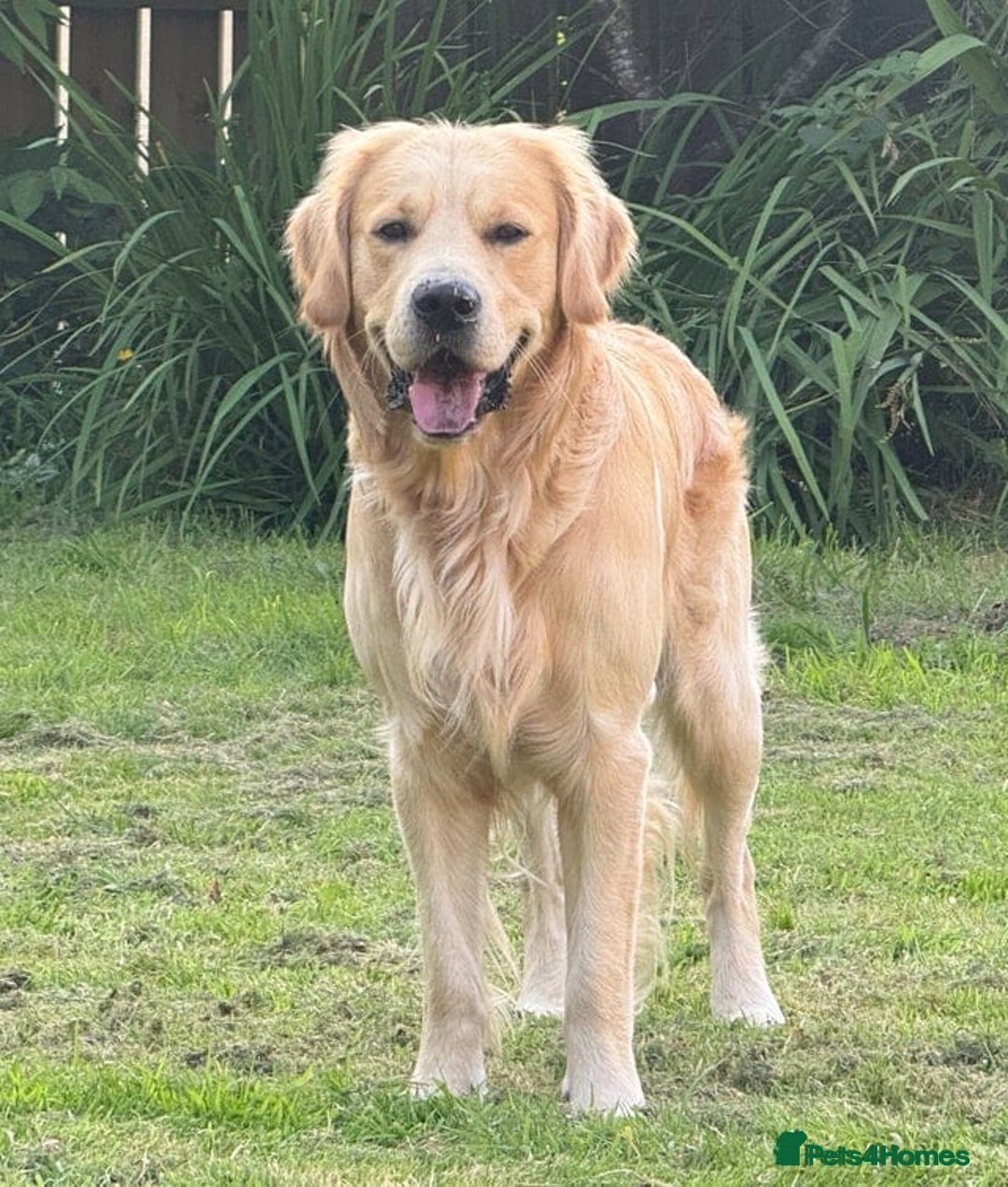 Golden Retriever dogs for sale: Expected Litter Golden Retriever / Golador Puppies - Advert 13