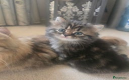 Siberian cats for sale: Siberian cross kitten - Image 8