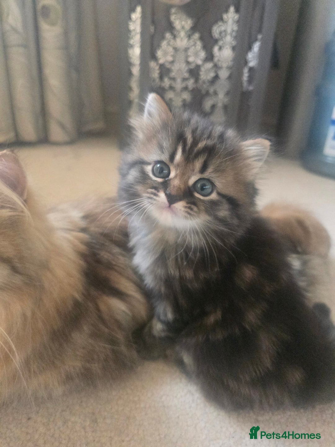 Siberian cats for sale: Siberian cross kitten - Image 8