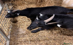 Goats livestock for sale: 2 x Male Pygmy Goats  - Image 8