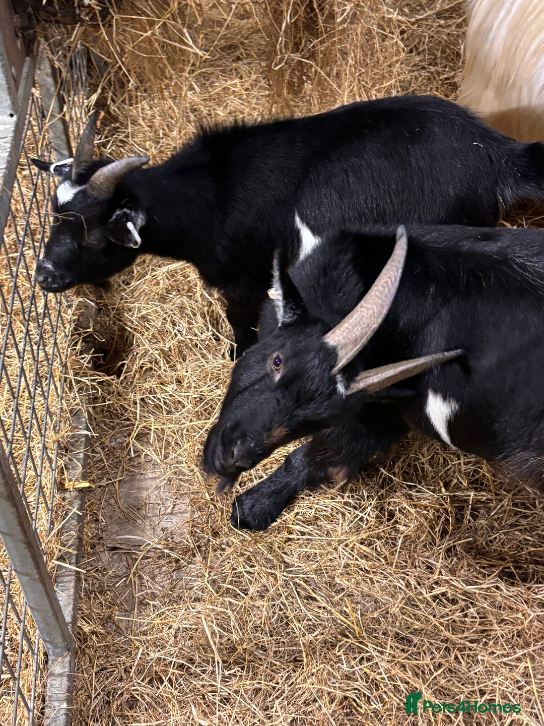 Goats livestock for sale: 2 x Male Pygmy Goats  - Image 8