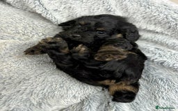 Cavapoo dogs for sale: 🧸Beautiful F1 Cavapoo Puppies, Boy Available🧸 - Image 2