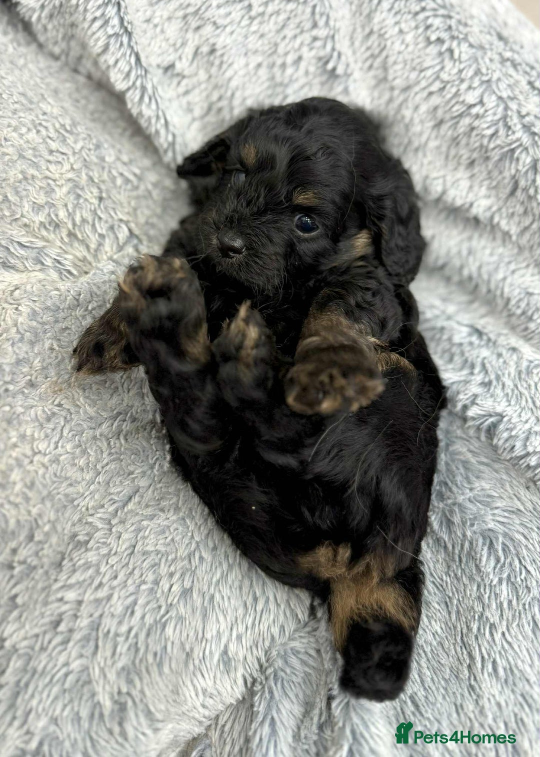 Cavapoo dogs for sale: 🧸Beautiful F1 Cavapoo Puppies, Boy Available🧸 - Image 2