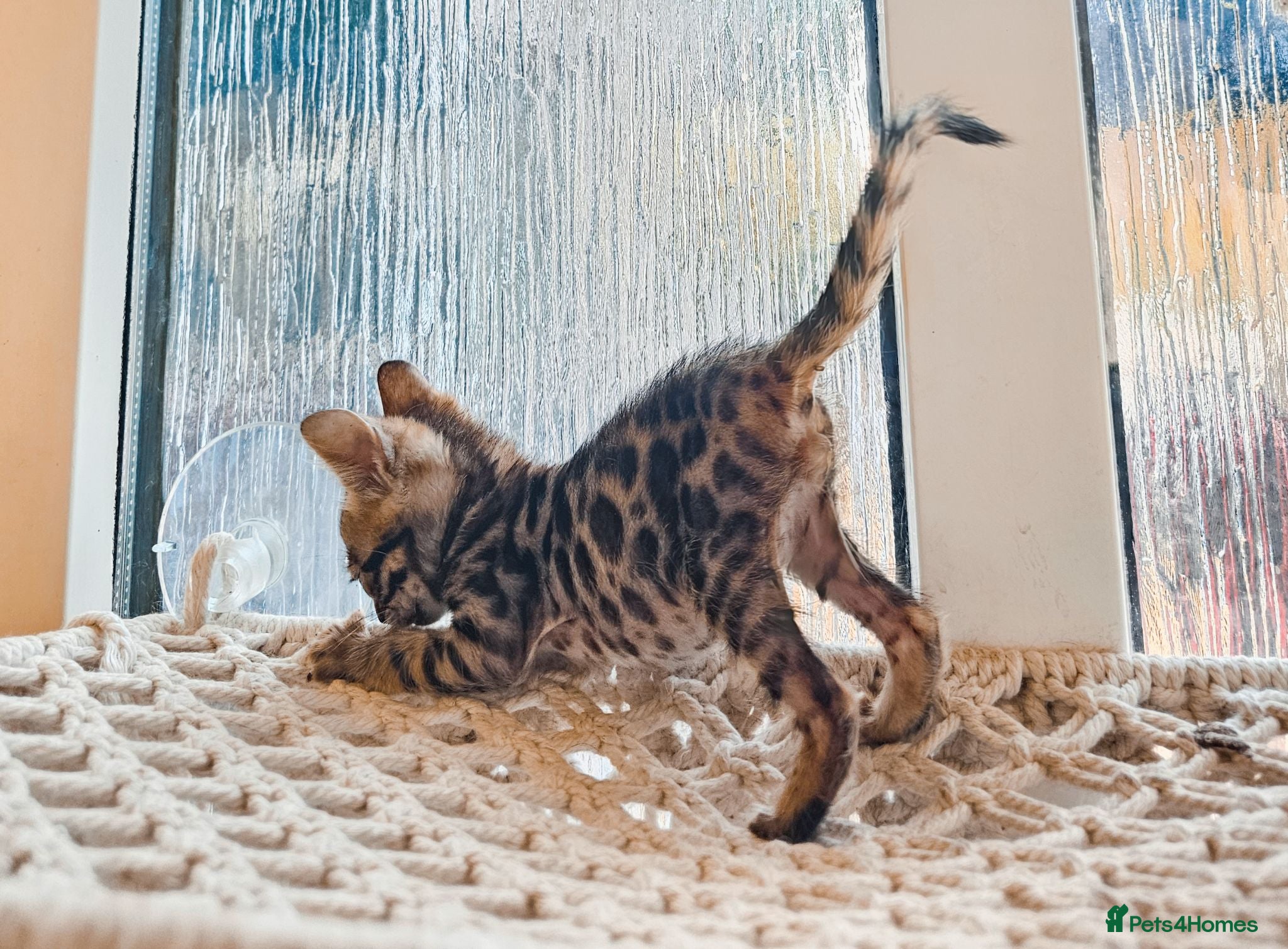 Bengal cats Stunning Bengal Kittens - Advert 4