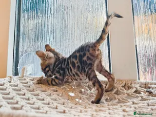 Bengal cats Stunning Bengal Kittens - Advert 1