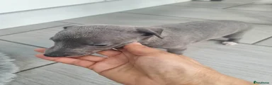 Whippet 6