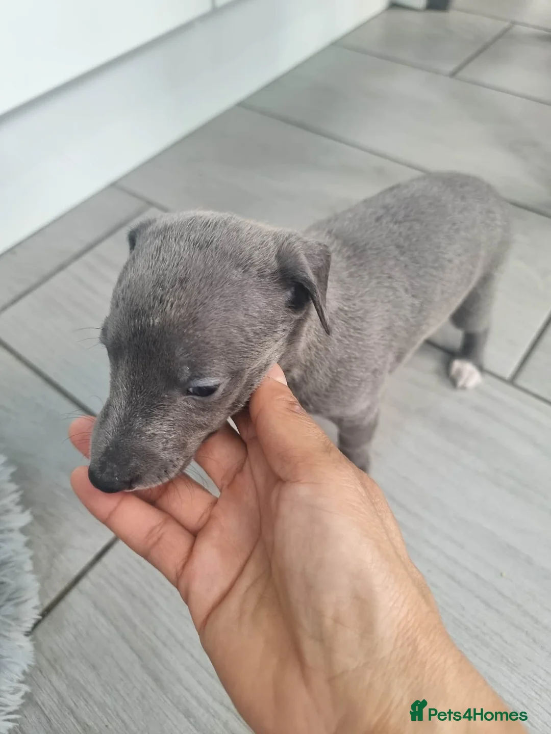 Whippet dogs for sale: Beautiful blue pedigree whippets  - Advert 2