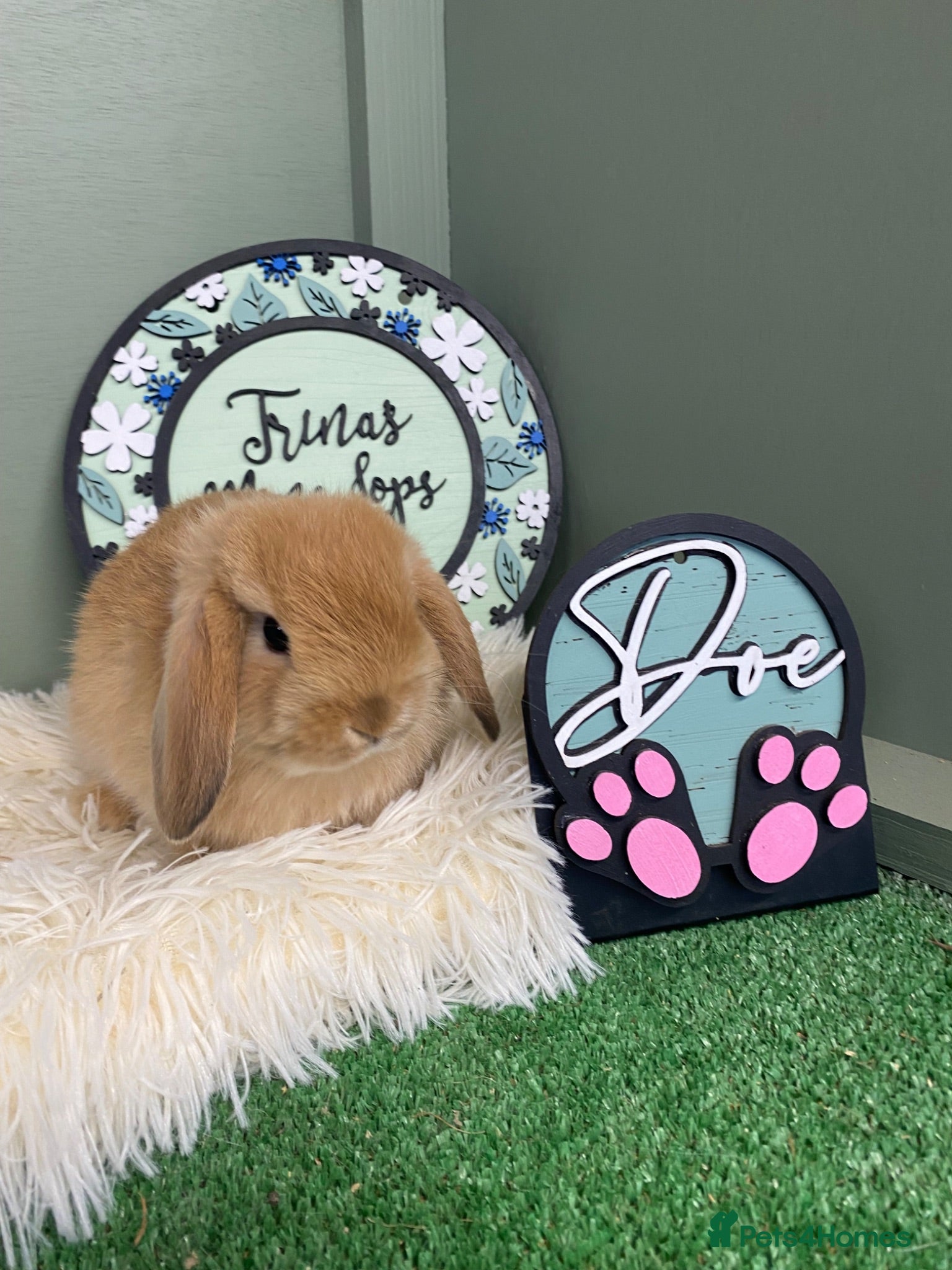 Mini Lop rabbits Mini Lop Babies - Ready for Homes 18.07.26 - Advert 13