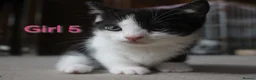 Mixed Breed cats for sale: 🩵🩷 Gorgeous little kittens 🩷🩵  - Advert 4
