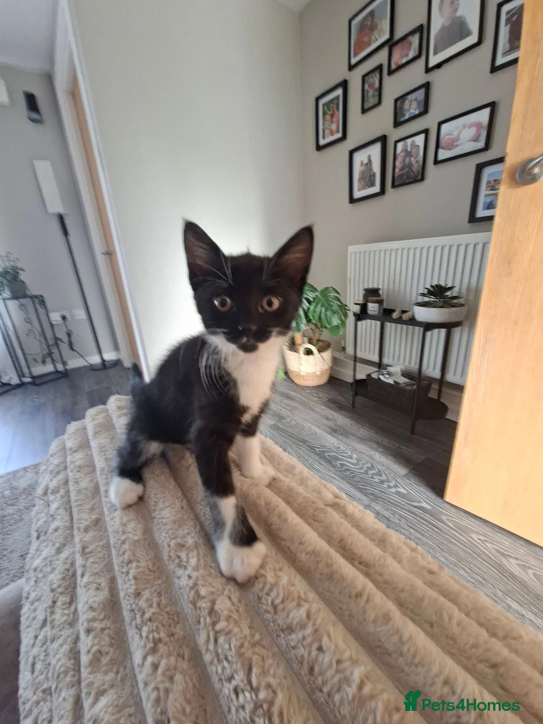 Mixed Breed cats for sale: 1 male 1 female kitten in Runcorn - Advert 2