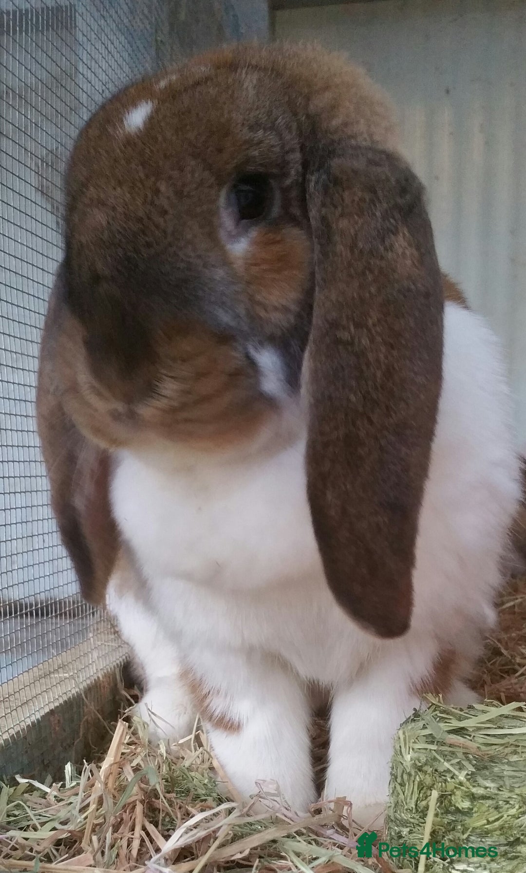 French Lop rabbits for sale: Gorgeous Giant French Lop Doe - VACCINATED REHOME  - Advert 4