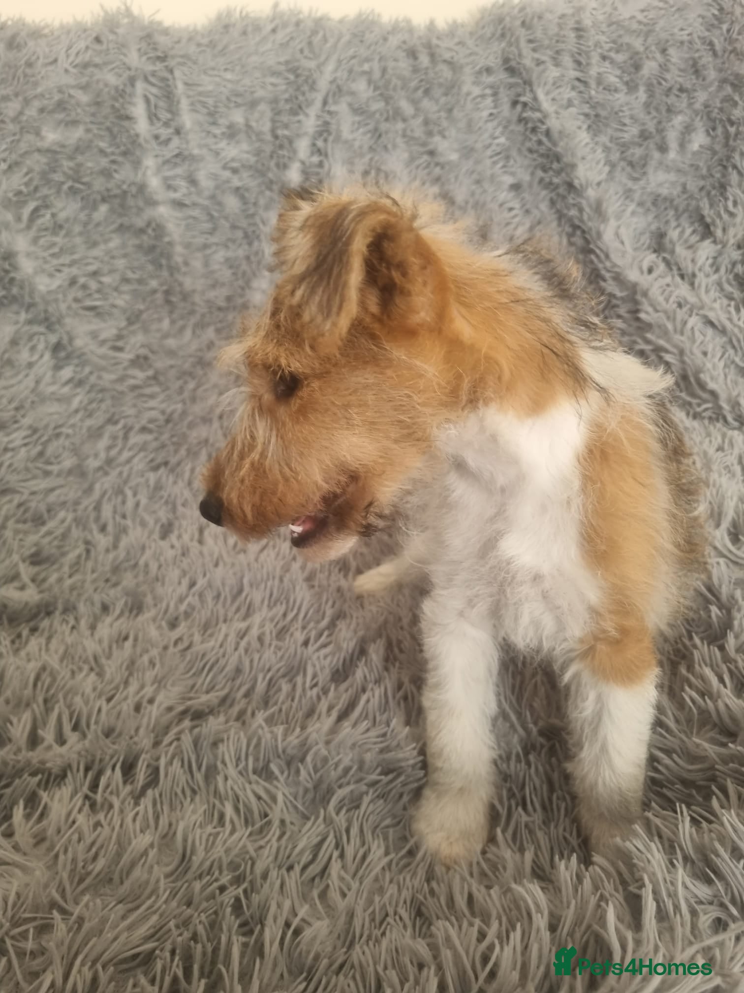 Fox Terrier dogs Wire Haired Fox Terrier Puppies  - Advert 2