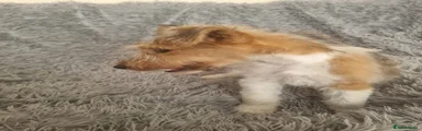 Fox Terrier 2