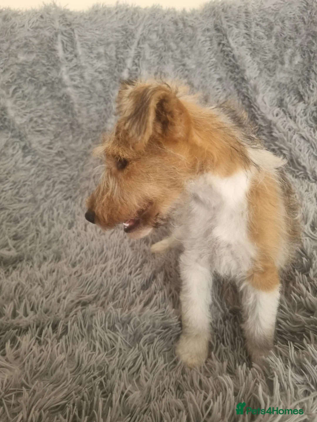 Fox Terrier dogs for sale: Wire Haired Fox Terrier Puppies  - Advert 2