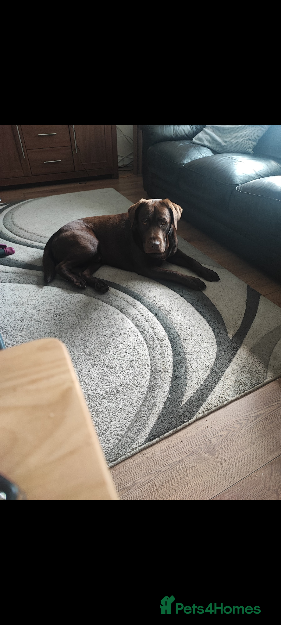 Labrador Retriever dogs for sale: Chocolate Labrador  - Advert 6