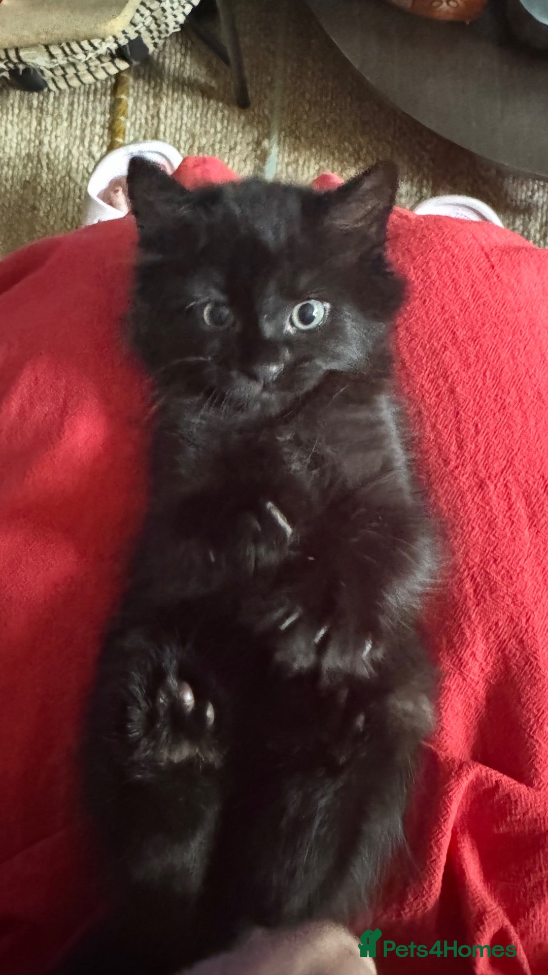 Mixed Breed cats Stunning kittens 🐈‍⬛  - Advert 2