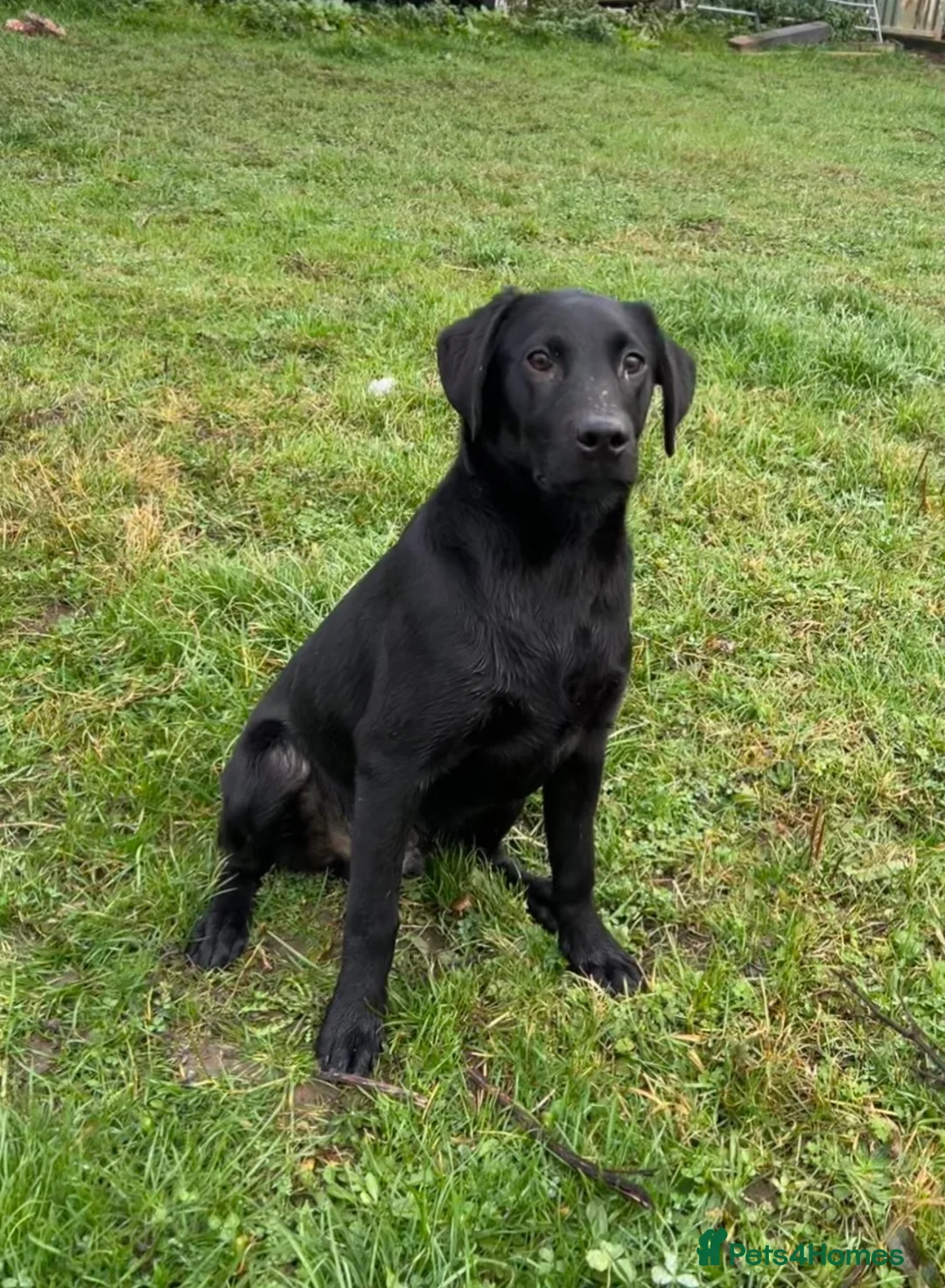 Labrador Retriever dogs for sale: 7month part trained lab dog - Advert 2