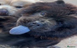 Chow Chow dogs for sale: Chocolate Chow Chow Female - Image 6