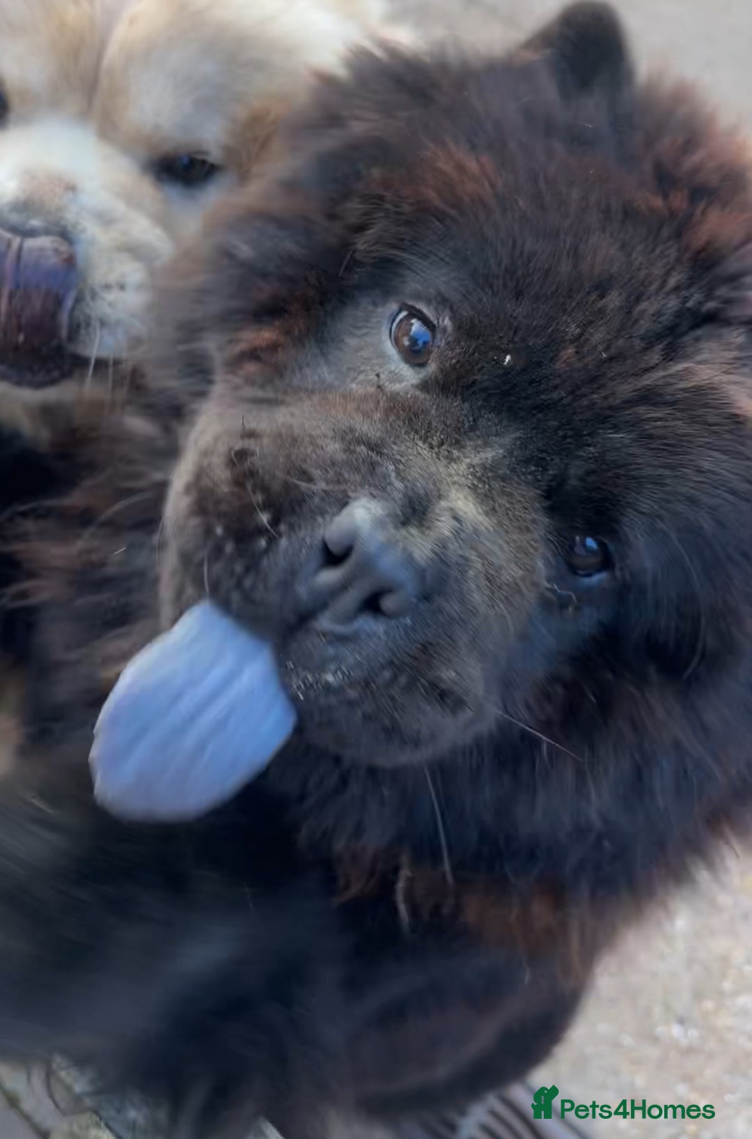 Chow Chow dogs for sale: Chocolate Chow Chow Female - Image 6