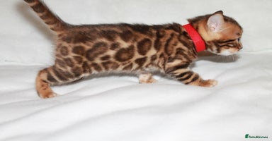 Bengal cats Gorgeous TICA Bengal Kittens - Ready 15/01/2026 - Advert 4