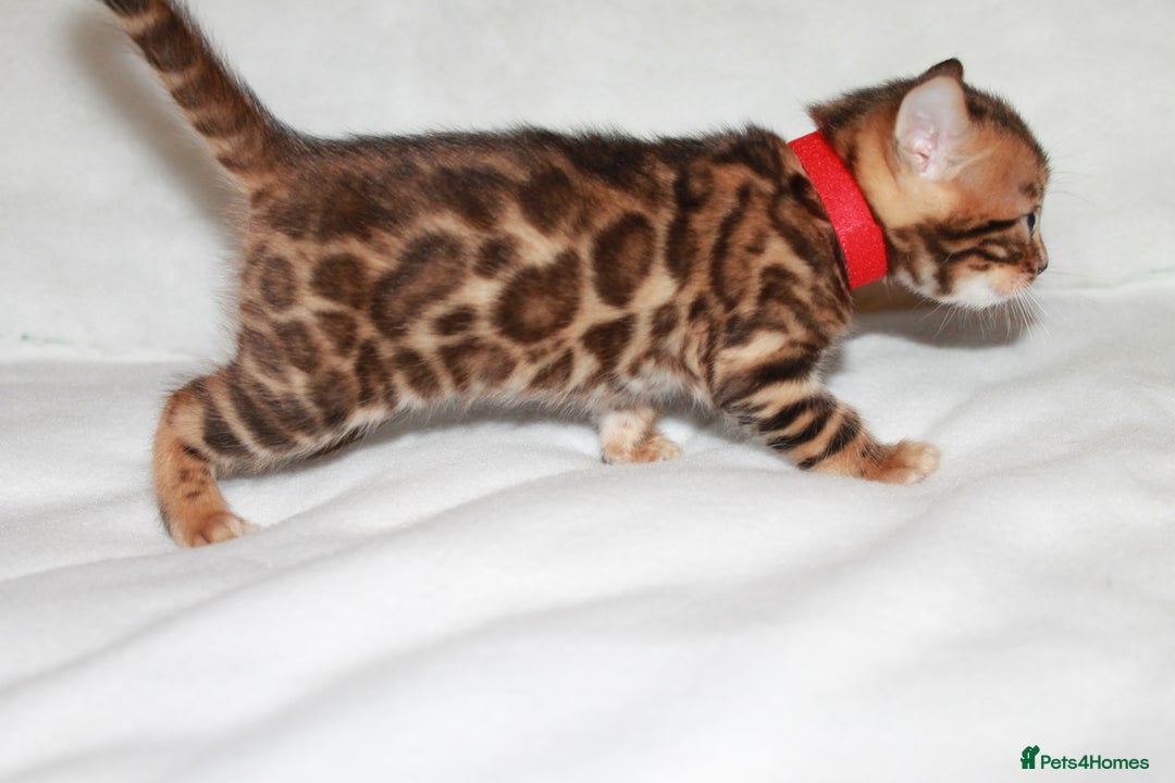 Bengal cats for sale: Gorgeous TICA Bengal Kittens - Ready 15/01/2026 - Advert 2