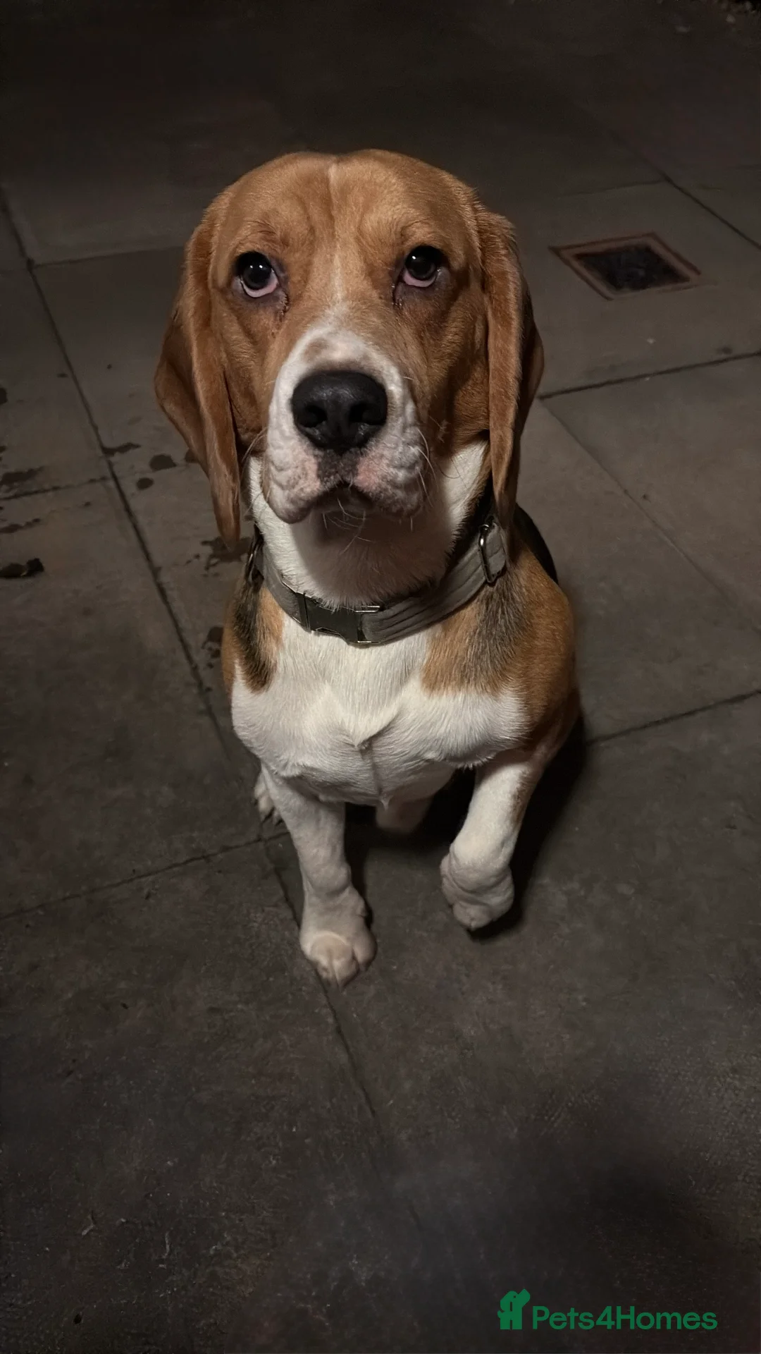 Beagle dogs for sale: Boy beagle  - Advert 3