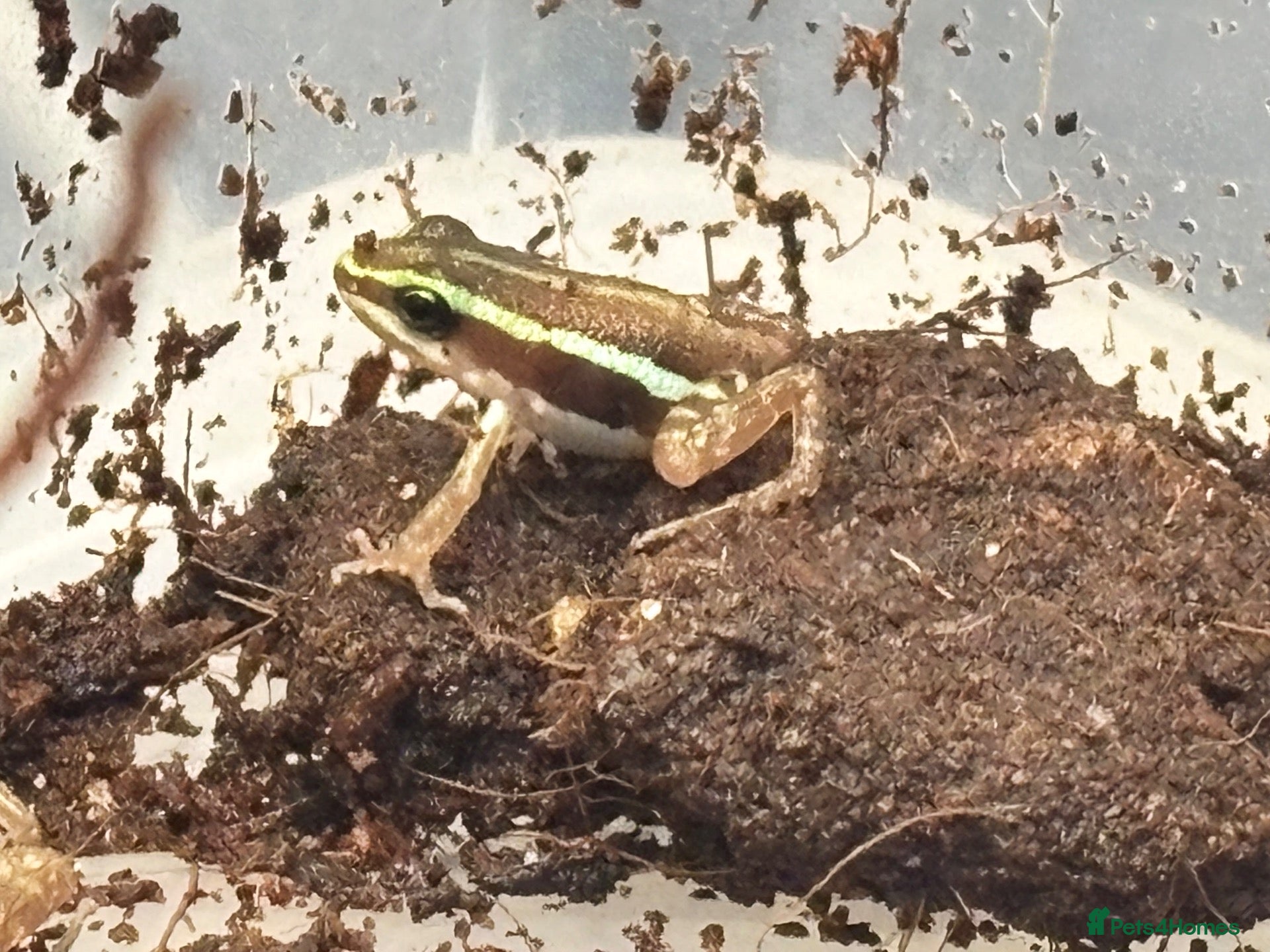Frog reptiles for sale: Santa Isabel Dart Froglets - Advert 1
