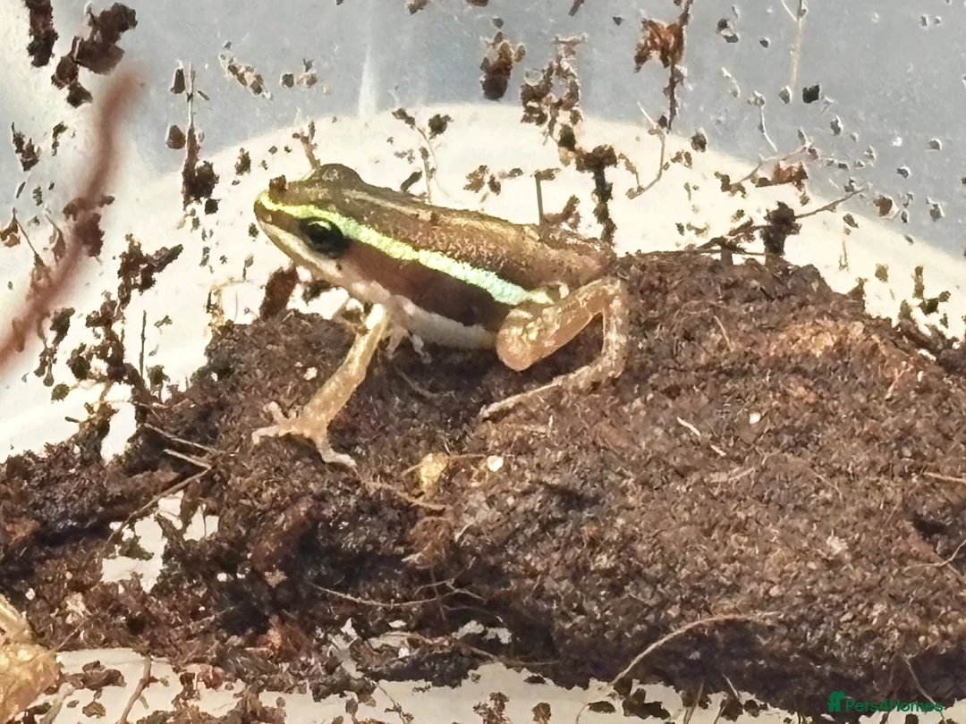 Frog reptiles for sale: Santa Isabel Dart Froglets - Advert 1
