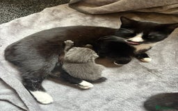 Domestic Shorthair cats for sale: Kittens  - Image 4