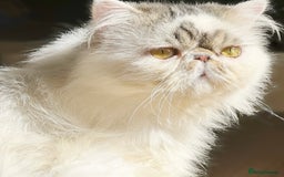 Persian cats for stud: Champion Lines One Of a Kind Persian Stud 🤍 - Image 1