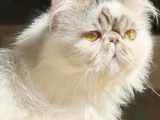 Persian cats - Advert 19