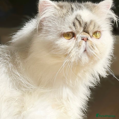 Persian cats Champion Lines One Of a Kind Persian Stud 🤍 - Advert 13