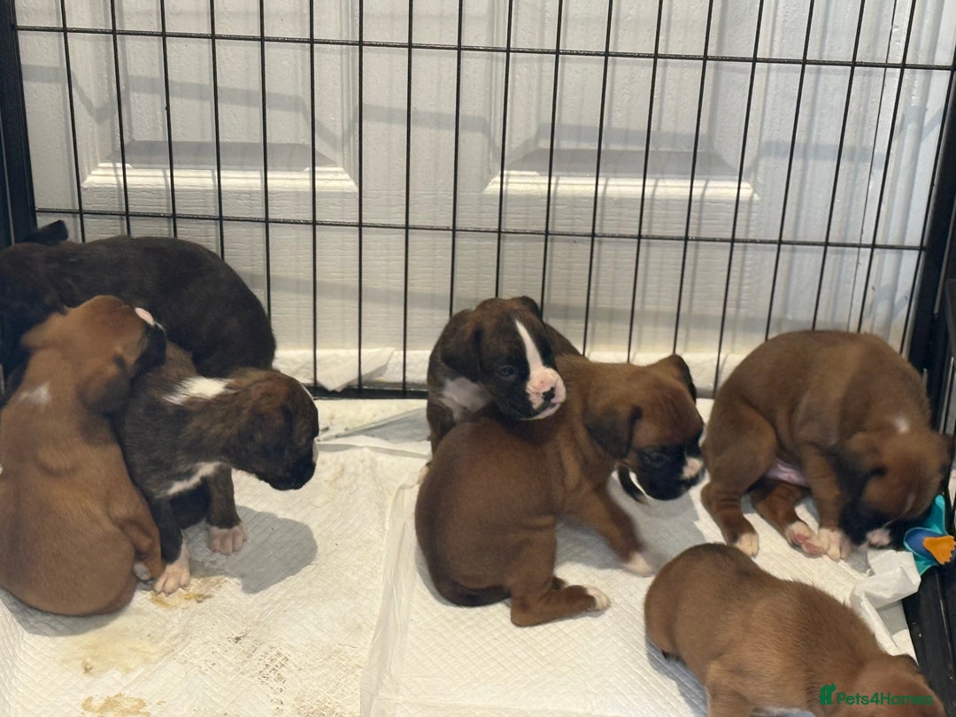 Boxer dogs for sale: Gorgeous Kc Boxer Puppies - Image 4