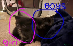 British Shorthair cats for sale: 3 beautiful black kittens for sale  - Advert 9