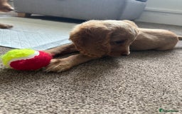 Cockapoo dogs for sale: Boy Cockapoo puppies - Image 8