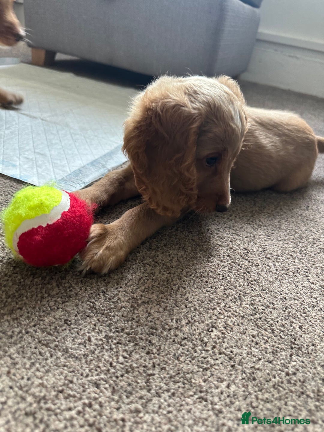 Cockapoo dogs for sale: Boy Cockapoo puppies - Image 8