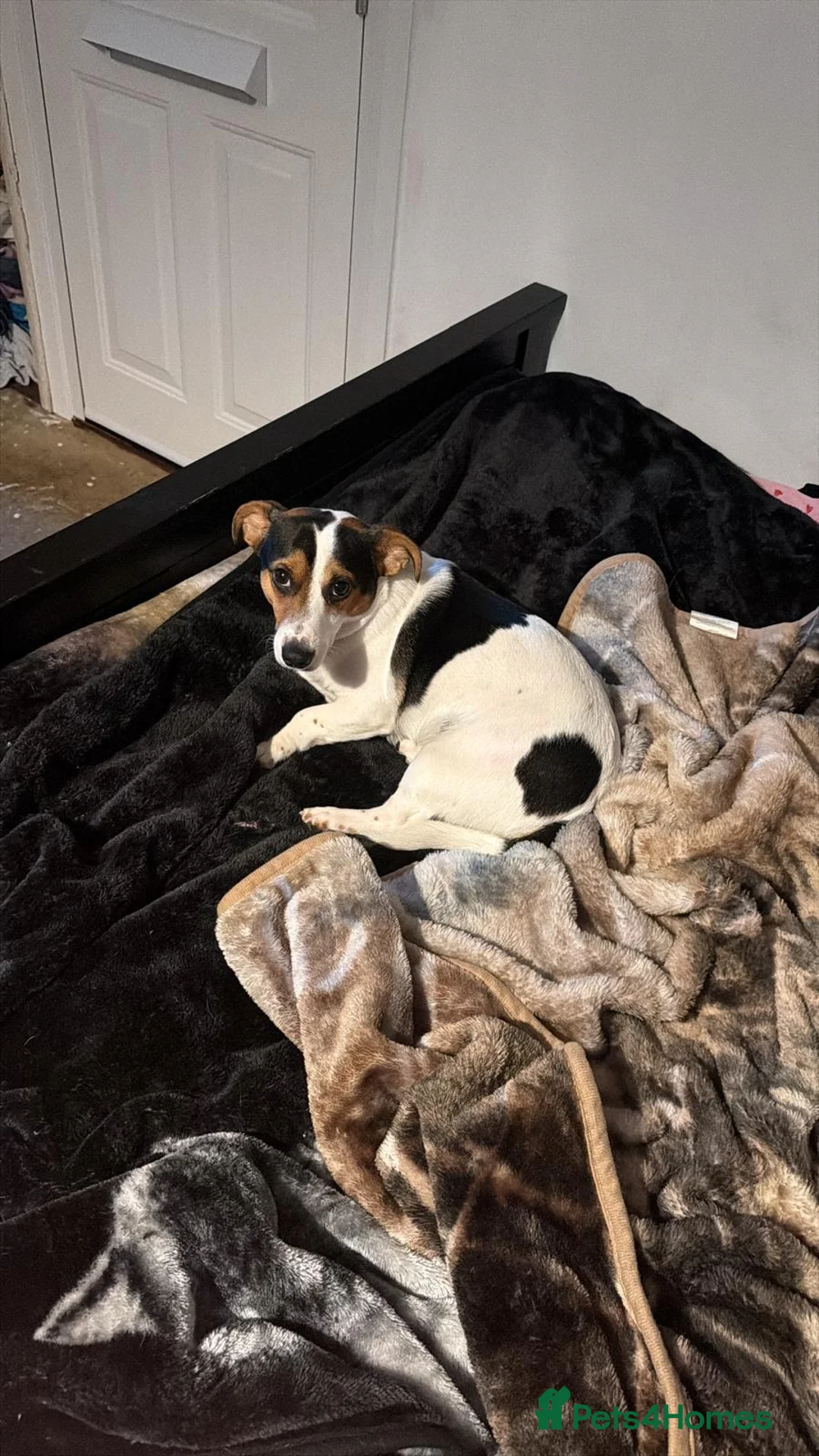 Mixed Breed dogs for sale: Dog for sale  in Leatherhead - Advert 8