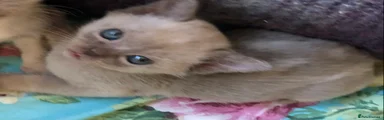 Burmese Kitten 2