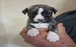 Whippet dogs for sale: Top Class Whippet Puppies bred from Champions - Image 20