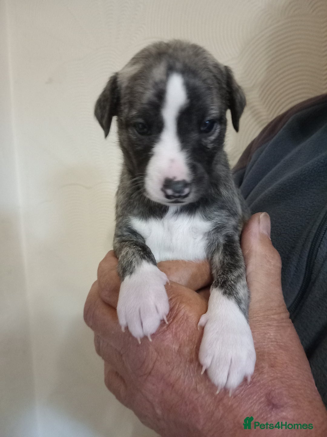 Whippet dogs for sale: Top Class Whippet Puppies bred from Champions - Image 20
