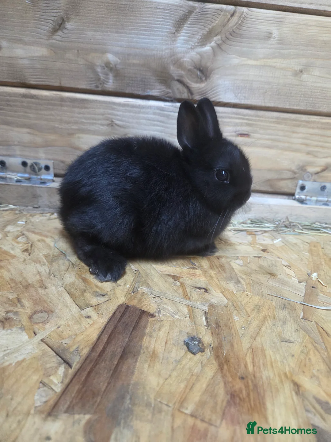 Netherland Dwarf rabbits for sale: 3 netherland dwarf bucks for sale  - Advert 3
