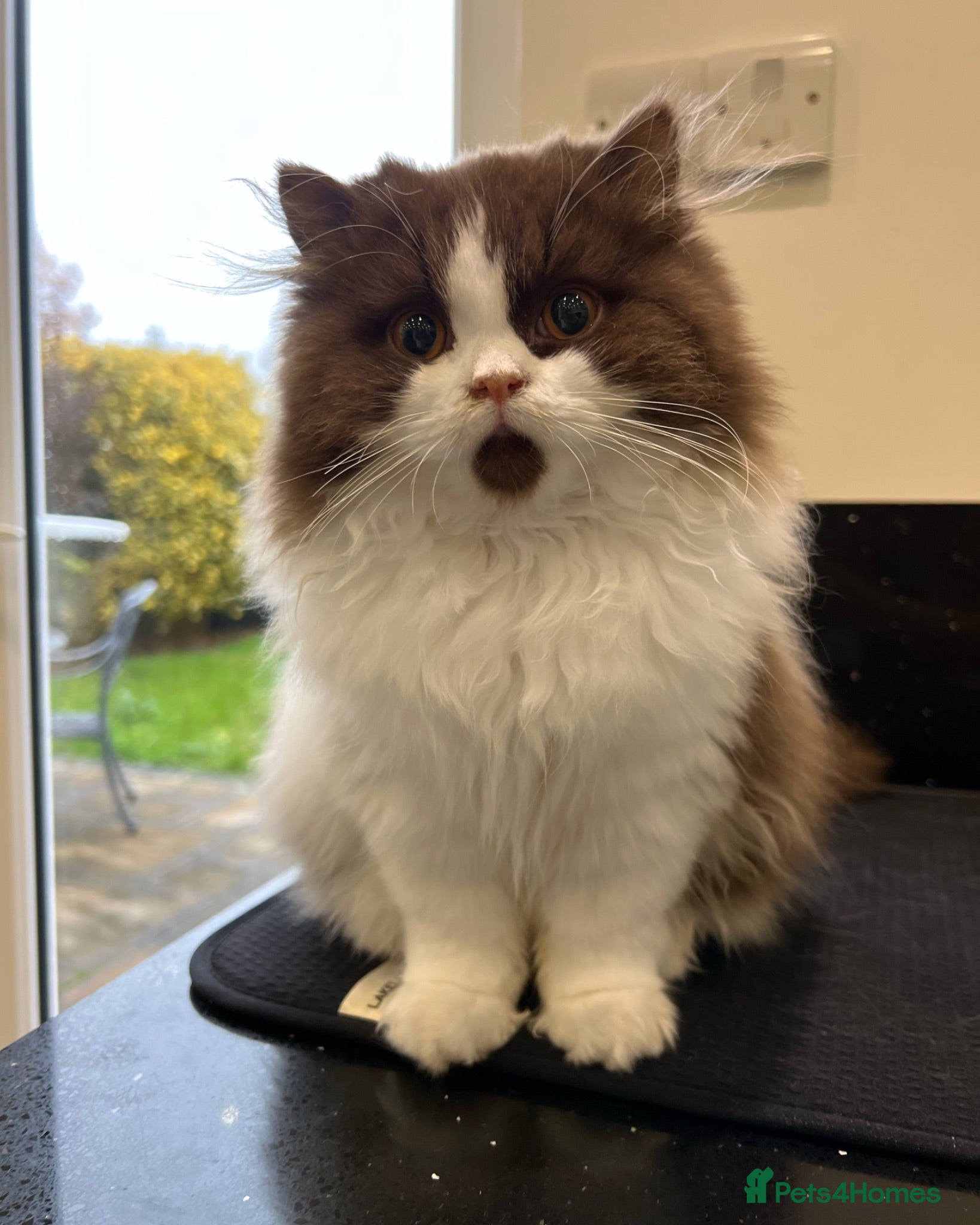 British Longhair cats Chocolate & White Bicolour British Longhair Stud - Advert 1